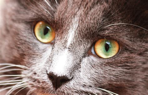 9 Rarest Cat Eye Colors .